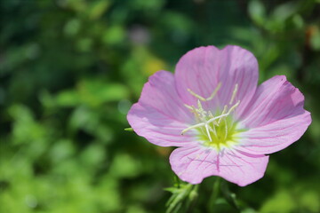 Fototapeta premium 庭のピンクの月見草