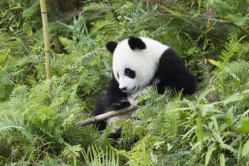 Two years aged young Giant Panda (Ailuropoda melanoleuca), Chengdu, Sichuan, China