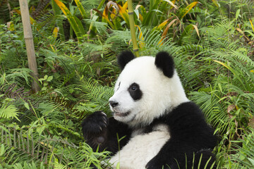 Two years aged young Giant Panda (Ailuropoda melanoleuca), Chengdu, Sichuan, China