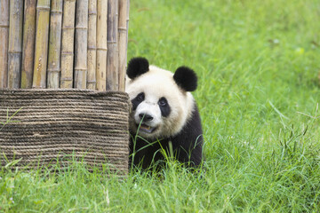 Giant Panda (Ailuropoda melanoleuca), Chengdu, Sichuan, China