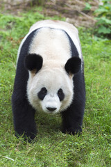 Obraz na płótnie Canvas Giant Panda (Ailuropoda melanoleuca), Chengdu, Sichuan, China