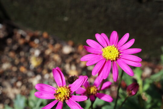ブラキカム の画像 40 件の Stock 写真 ベクターおよびビデオ Adobe Stock