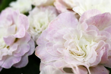 プリムラ　ベラリーナ　ピンクアイスの淡いピンクの花
