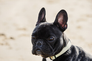 Cute black French Bulldog puppy in profile view on a beach