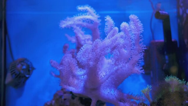 Purple corals in the aquarium
