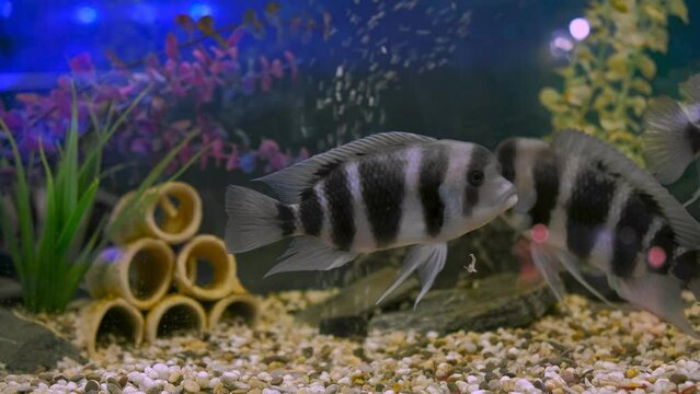 Black-striped Cichlazoma swims in an aquarium