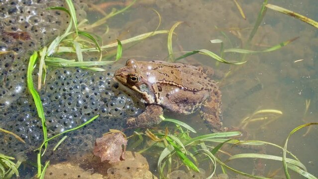 Common frog (Rana temporaria), also known as European common frog in a pond with mountain frog eggs. Frogs spawning