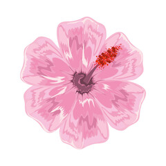 flower hibiscus nature