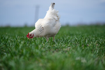 White chicken on a green background. The bird grazes on the grass. 
