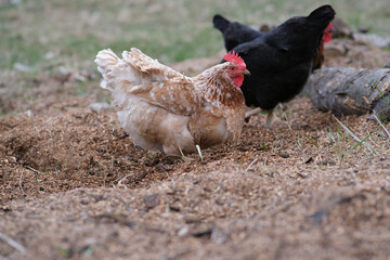 Chickens roam the garden.