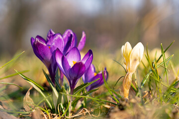 Close up on a bunch of purple crocus flowers during sunny spring day.  Blurry background, selective focus.