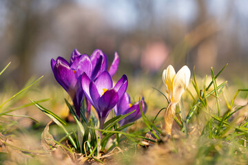 Fresh spring crocus bloom in the Park during sunny spring day. Purple flower close up.