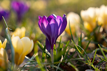 Close up on a beautiful purple crocus flowers among yellow crocuses during sunny spring day.  Blurry background, selective focus.