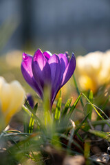 Fototapeta premium Close up on a beautiful purple crocus flowers among yellow crocuses during sunny spring day. Blurry background, selective focus.