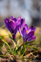 Fototapeta premium Close up on a beautiful purple crocus flowers among yellow crocuses during sunny spring day. Blurry background, selective focus.
