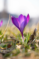 Fresh spring crocus bloom in the Park during sunny spring day. Purple flower close up.