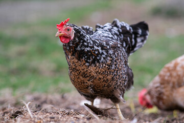 Chickens roam the garden.
