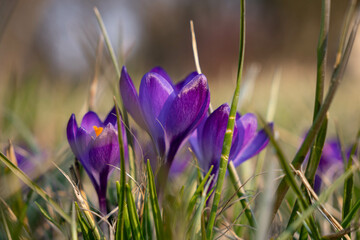 Close up on a bunch of purple crocus flowers during sunny spring day.  Blurry background, selective focus.
