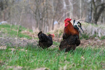 Fototapeta premium Chickens roam the garden.