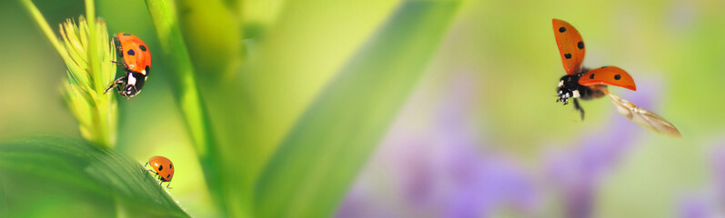 ladybirds with one flying  on green herb and leaf in panoramic view