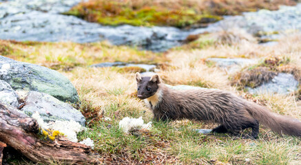 Fototapeta premium Wildlife portrait of european pine marten outdoors in nature. Animals and wilderness concept.