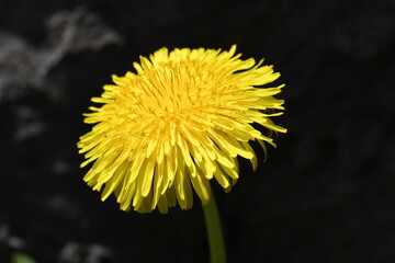 黄色の花タンポポ