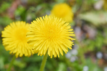 黄色の花　タンポポ