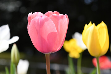 ピンク色の花　チューリップ