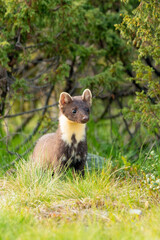 Wildlife portrait of european pine marten outdoors in nature. Animals and wilderness concept.