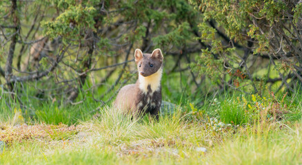 Wildlife portrait of european pine marten outdoors in nature. Animals and wilderness concept.