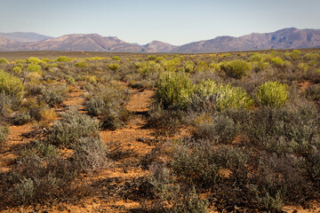 Tankwa Karoo National Park veldt and bushes with the mountains in the background