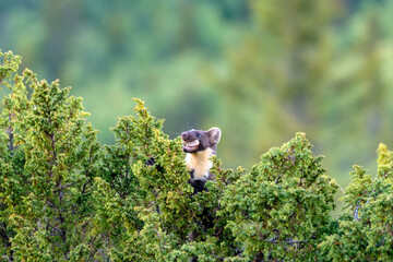 Wildlife portrait of european pine marten outdoors in nature. Animals and wilderness concept.