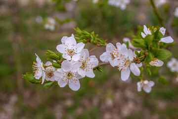 Blooming trees against the blue sky. Selective focus.