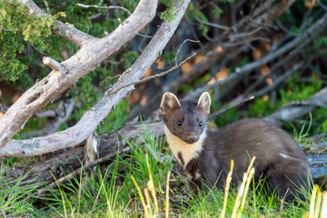 Wildlife portrait of european pine marten outdoors in nature. Animals and wilderness concept.