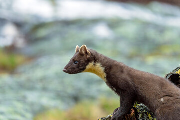 Obraz premium Wildlife portrait of european pine marten outdoors in nature. Animals and wilderness concept.