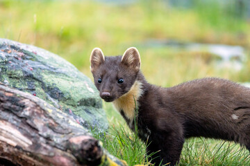 Wildlife portrait of european pine marten outdoors in nature. Animals and wilderness concept.