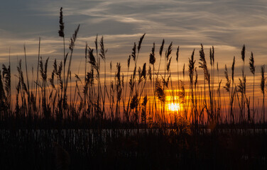 A river with reed silhouettes at sunset.