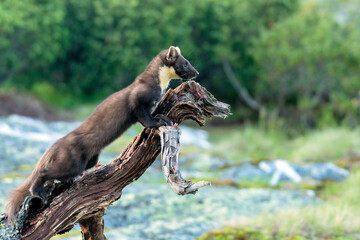 Wildlife portrait of european pine marten outdoors in nature. Animals and wilderness concept.