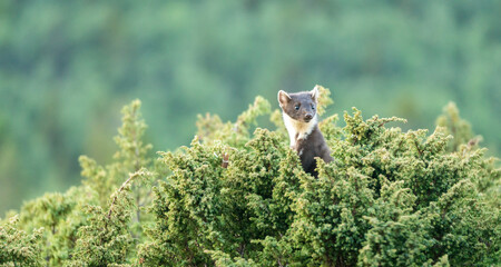 Wildlife portrait of european pine marten outdoors in nature. Animals and wilderness concept.
