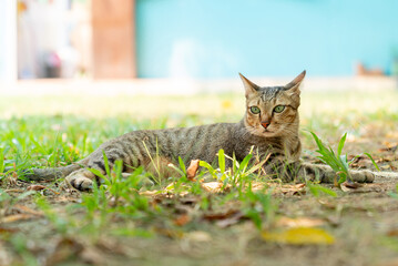 Cat lying down in the Green Grass under the tree in front yard.