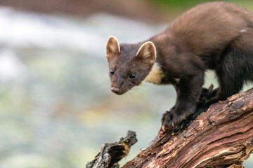 Wildlife portrait of european pine marten outdoors in nature. Animals and wilderness concept.