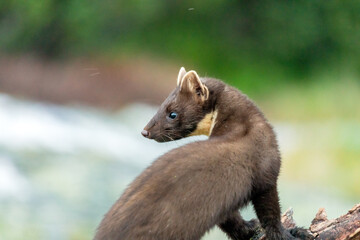 Fototapeta premium Wildlife portrait of european pine marten outdoors in nature. Animals and wilderness concept.