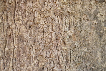 Chinese Kale  is grown as a vegetable garden. It is a popular leafy vegetable. Both small and large kale which depends on the distance or frequency of planting High in beta-carotene 