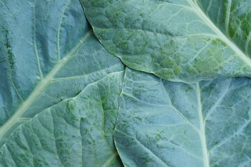 Chinese Kale  is grown as a vegetable garden. It is a popular leafy vegetable. Both small and large...