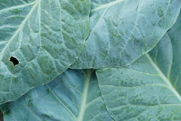 Chinese Kale  is grown as a vegetable garden. It is a popular leafy vegetable. Both small and large...