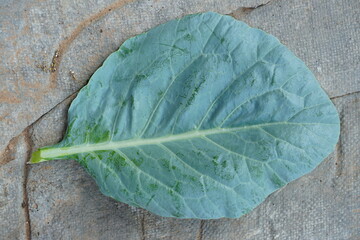 Chinese Kale  is grown as a vegetable garden. It is a popular leafy vegetable. Both small and large...