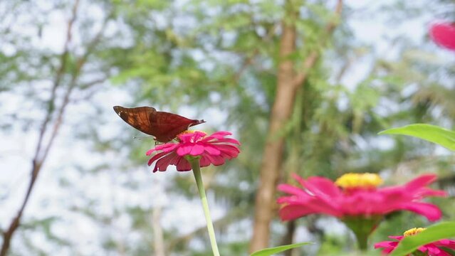 brown butterfly perched on a red flower on a background of bushes. macro insect clips. a process of pollinating flowers by butterflies. frog eye level shoot
