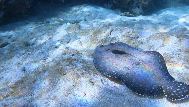 Sanddab fish with sucker fish swimming along bottom in the ocean