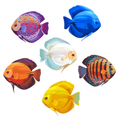 A set of colorful fish from the genus Discus, isolated on a white background. The illustration - adult fish.