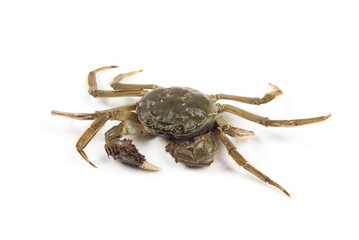 Raw Chinese hairy crab isolated on white background.